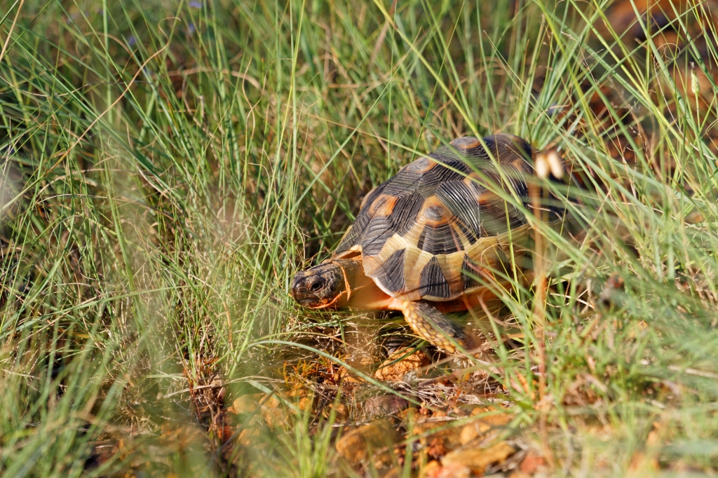 03 - Bontebok NP (10).jpg